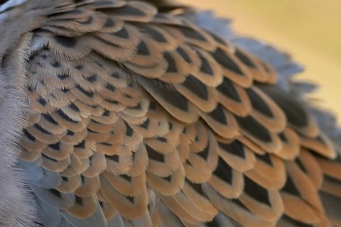 European turtle dove (Streptopelia turtur) adult bird close up of its wing feathers, England,