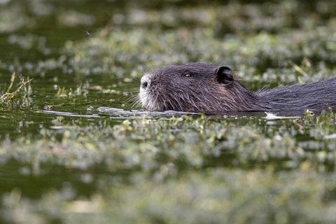 Nutria (Myocastor coypus) in a body of water, Osnabrück, Lower Saxony, Germany