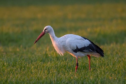 White Stork (Ciconia ciconia) foraging, North Rhine-Westphalia, Germany