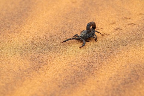 Black scorpion (Parabuthus villosus) running across sand, Namib Desert near Swakopmund, Namibia