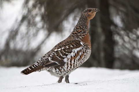 Capercaillie, Tetrao urogallus, Norrbotten, Lapland, Sweden