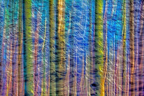Atmospheric forest, abstract structures, wiping effect, bulb exposure