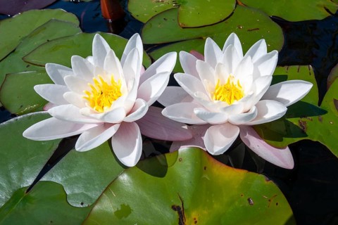 A flowering water lily (Nymphaea) on a lake, Müritz National Park, Feldberg Lake District, Lower