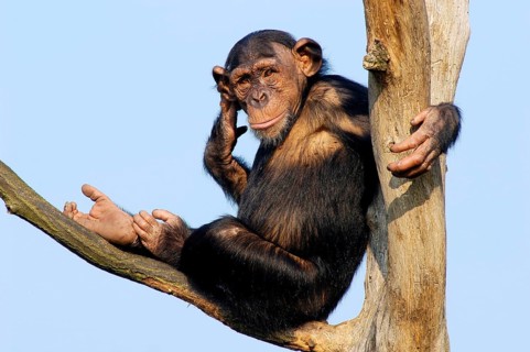 Animals, mammals, monkeys, chimpanzees, Chimby, (Pan troglodytes), Tanzania