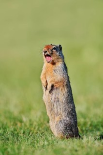 A Columbia ground squirrel (Urocitellus columbianus, Spermophilus columbianus) stands upright in a