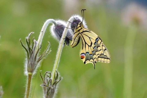 Animals, insects, butterflies, swallowtail butterfly perched on withered pasque flowers (Papilio