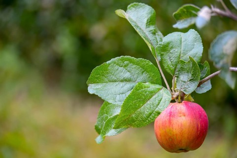 Malus domestica, pyrus malus, rosaceae, rose family, apple tree, flora, cultivated apple, fruit,