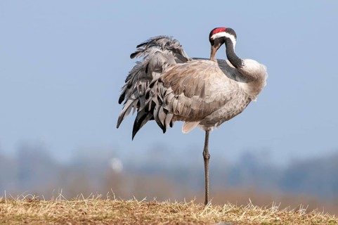 A crane (Grus grus) preening its plumage, Fågelsjö, Gävleborg County, Sweden