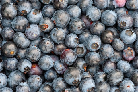 Blueberries (Vaccinium myrtillus), Oldenburg Münsterland, Goldenstedt, Lower Saxony, Germany