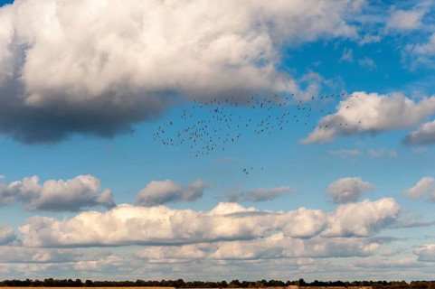 A flock of cranes (Grus grus) against a cloudy sky during their autumn migration, Vechta, Lower