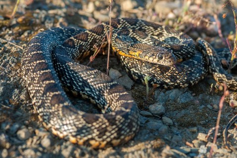 Coluber Hippocrepis, Hemorrhois Hippocrepis, Horseshoe Snake, Horseshoe Snake, Critters,