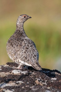 Alpine ptarmigan, Finland, Lagopus muta, Lagopus mutus, ptarmigan, birds, chickens, female,