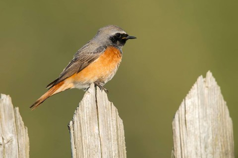 Garden redtail, Phoenicurus phoenicurus, redstart, birds, garden fence, garden birds, garden fence,