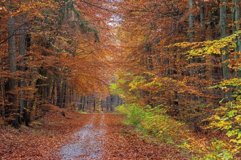 Forest road and European beeches, common beech trees with foliage in yellow, brown and green autumn