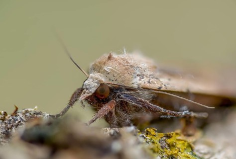 Housemother, large yellow underwing, Noctua pronuba, flew off, insects, moths, moths, butterflies
