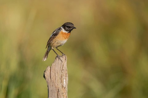 Stonechat, (Saxicola rubicola) stonechat. The sun is shining and there is grass in the