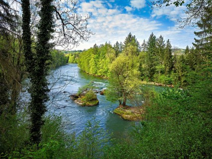 Small island in the Reuss river, beech trees sprouting leaves in spring, Niederwil, Gnadental,