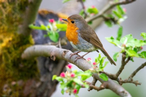 Erithacus rubecula, fruit tree blossoms, robin, robins, birds, spring, passeri, songbirds,