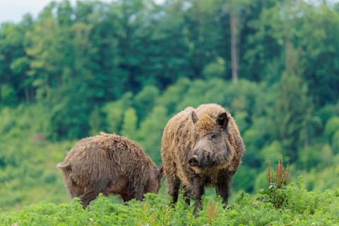 A male wild boar (Sus scrofa) is out foraging in a green clearing on an overcast day. Bavaria,