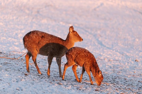 A female Dybowski deer (Cervus nippon hortulorum) and her young stand in a snow-covered meadow at