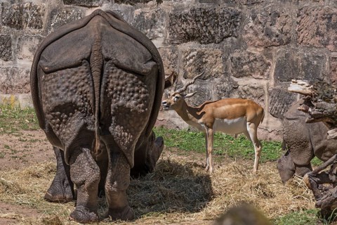 African one-horned rhinoceros (Rhinoceros unicornis) and duiker (Antilope cervicapra) feeding in an
