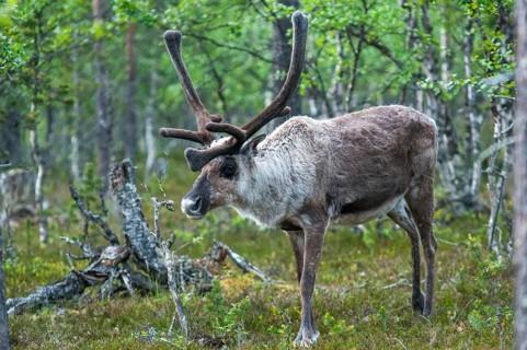 Artiodactyla, even-toed ungulate, Finland, cloven-hoofed, rangifer tarandus, reindeer, reindeer,