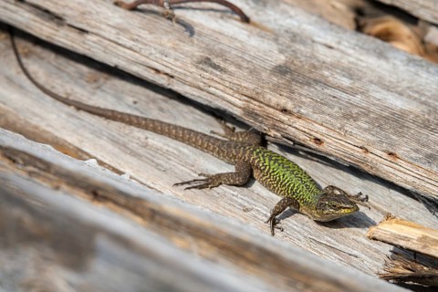 Granelli, Italian Wall Lizard, Italy, Pantani Cuba and Longarini, Podarcis Sicula, Podarcis Sicula,