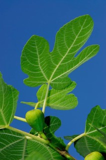 Fig on a tree, fig leaf with fruit, real fig, Ficus carica, Mediterranean region