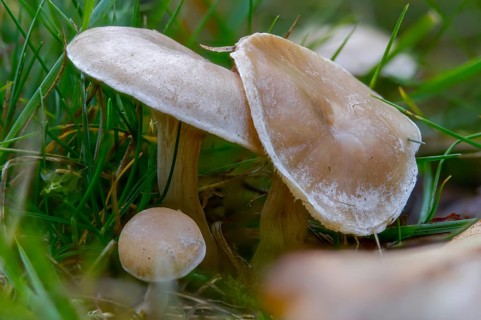 Clitocybe dealbata, clitocybe quisquiliarum, field funnel, white funnel, white funnel, fungi,