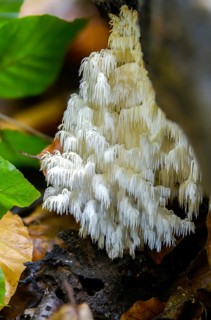 Alpine spiked beard, beard coral, beech spiked beard, coral tooth fungus, ice coral, hericium