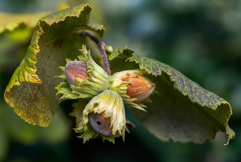 Betulaceae, birch family, corylus avellana, common hazel, hazel borer, hazel, hazel, common hazel,