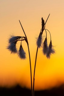 Common cottongrass (Eriophorum angustifolium) in the moorland, Goldenstedt, Lower Saxony, Germany