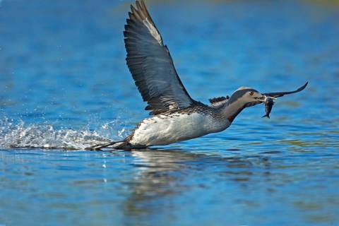 Landing Red-Throated Diver with Fish