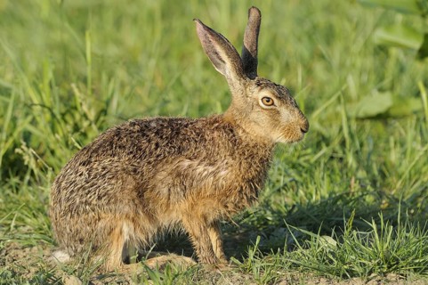 Hare, Lepus europaeus, animals, mammals, meadow, foraging