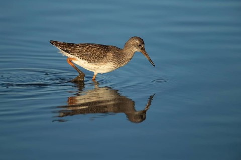 Common redshank (Tringa totanus) adult wading bird in water of a shallow lagoon, Norfolk, England,
