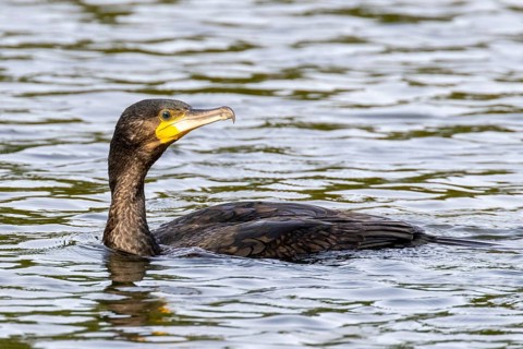 Cormorant (Phalacrocorax carbo) swimming on a lake in London, UK