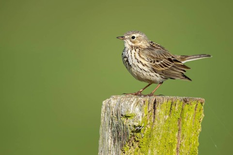 Meadow Pipit (Anthus pratensis), Osterfeine, Lower Saxony, Germany