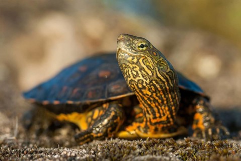Mauremys leprose, Moorish brook turtle, Spanish water turtle, Spanish terrapin, critters,