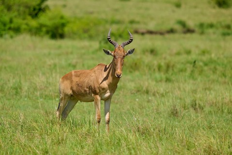 Antelope in the vast green savannah on a sunny day, red hartebeest (Alcelaphus buselaphus), Masai