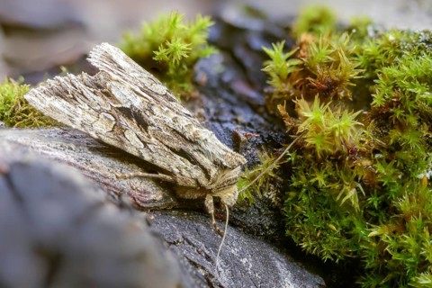 Apamea monoglypha, grass clump owl, root eater, dark arches, insects, moths, moths, butterflies