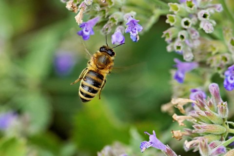 Western honey bee (Apis mellifera), approaching a catnip (Nepeta faassenii) flower, Meienberg,