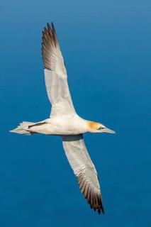 Northern Gannet (Morus bassanus) in flight, Heligoland, Schleswig-Holstein, Germany