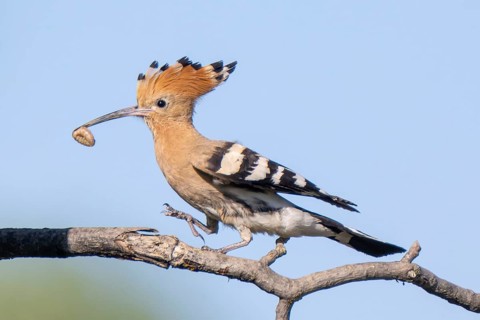 Hoopoe (Upupa epops), perched on a branch with food in its beak, Lower Austria, Austria