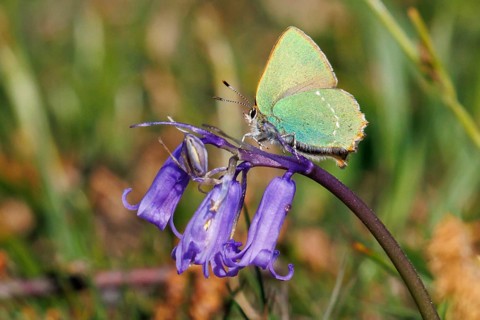 Green hairstreak butterfly (Callophrys rubi) on a Bluebell flower in Sussex, UK