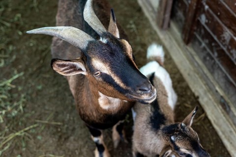 Two playful dwarf goats are munching on fresh greens in a rustic area of a hotel farm in Turkiye.