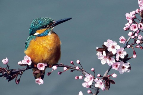 Kingfisher perched on a perch (Alceda atthis), animals, birds, kingfishers, fruit tree, fruit tree