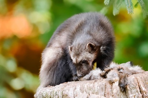 Wolverine or bear marten (Gulo gulo) feeding on a carcass, captive, Germany