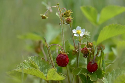 Alpine strawberry, European strawberry, fragaria vesca, strawberry, rosaceae, rose family, wild