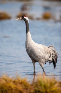 A crane (Grus grus) on the shore of a lake, Fågelsjö, Gävleborg County, Sweden