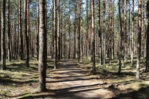 Footpath through sunlit pine forest, perfect for hiking and trekking, A sunlit path winding through